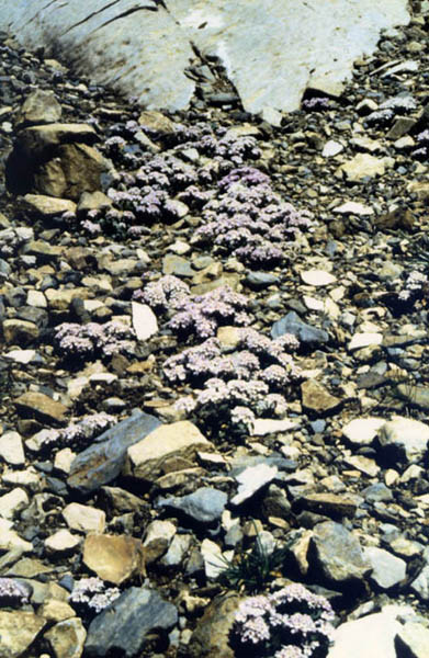 Iberis spathulata ssp spathulata photo